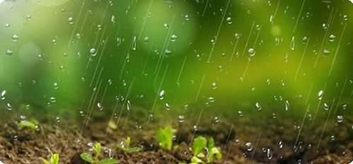 雨水就是个报春的跟屁虫