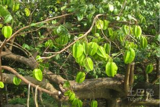 门前种植桃树符合风水吗？适宜吗？