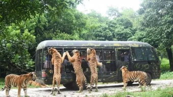 走进这片神奇土地——不只是看熊猫，还能吃到什么？