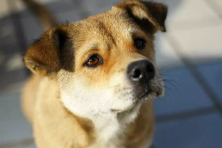 给这只忒别的小狗取什么名字好呢?两个字的名字会是怎样的惊喜呢?