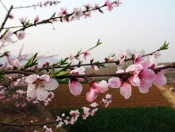风水布局：方位与植物， 打造桃花旺盛的家