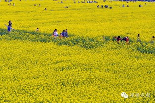清明：踏青祭祖，春意盎然千年传承节日！