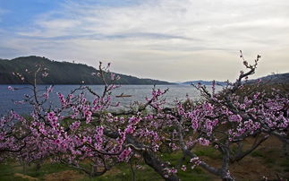 桃花岛的故事：鸭绿江畔流传的漂亮传说