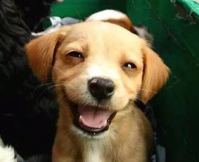 狗：汪星人的魔幻现实主义