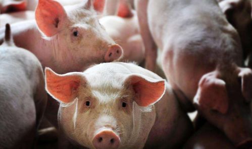 2026年属猪的人，4月天德日搬家，这是否意味着转运的开始呢？