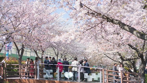 257路公交线！樱花雨美到窒息