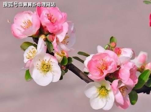 桃花朵朵开：2026年你的爱情会爆炸吗？