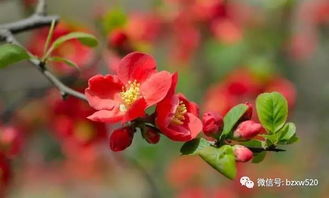 八字花公花母图片上分别有哪些特征，如何区分？