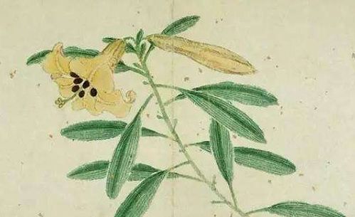 将秋雨绵绵打一生肖为生肖，是哪个生肖的别称？