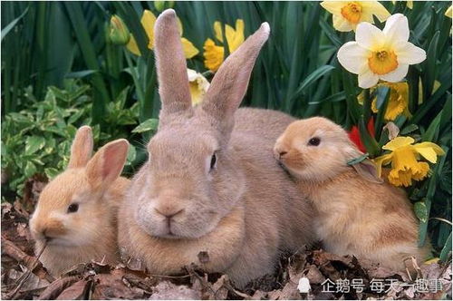 属兔五月子时出生的男性命运究竟如何？