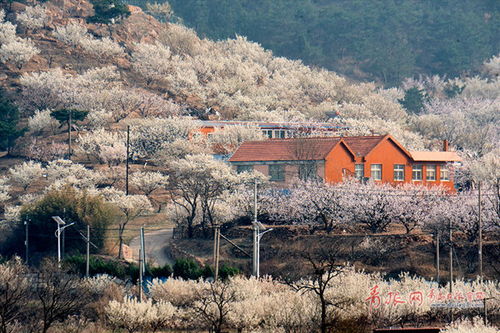 一、青岛春季赏花时间段与特点