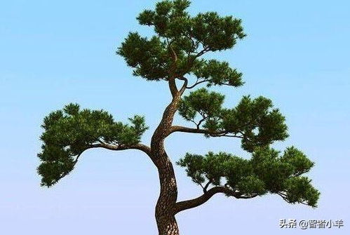 一、象征意义：长寿+坚韧=双倍加持