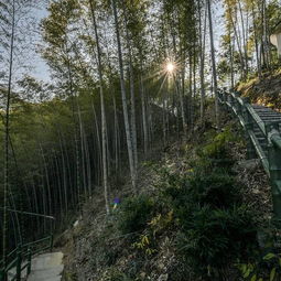 木坑竹海到底是啥子风景？