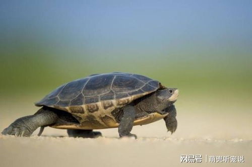 龟鹤之年属何生肖？龟打一生肖有何含义？