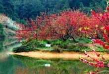 南国桃园：到底哪扇门才是“最佳入口”？