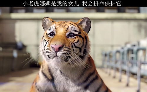 属虎女孩取名，梓歆和梓馨哪个更吉祥好听？