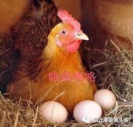 一、萝丝的日常散步与我的八卦之心