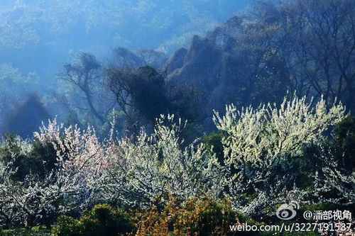 务川自治县黄者阝镇万元村：金灿灿的油菜花海