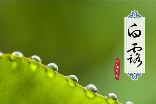 白露之后：深秋的序曲