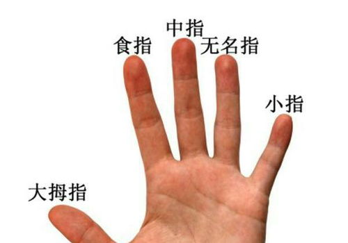 2026年运势大预测！无名指长的男人要发财啦！