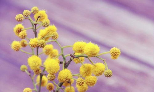 2026年属羊的桃花运方位和走势具体是怎样的？