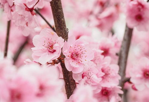 属鸡人的桃花运
