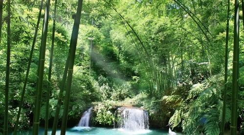 ① 云想衣裳花想容的蜀南竹林（误）