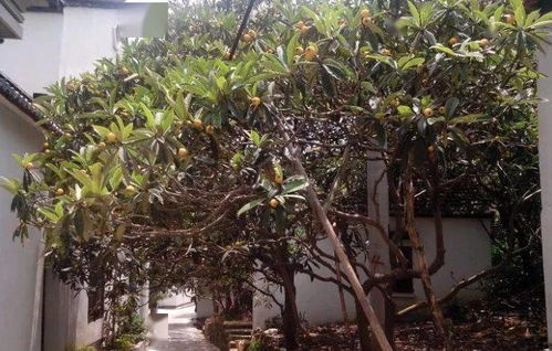 庭院种植乌桕风水上是否吉利？