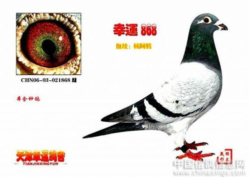 家里养鸽子吉利吗,家里养鸽子吉利吗