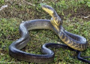 神秘兮兮的蛇：老祖宗们的脑洞产物