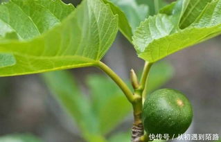 无花果阳台种植技术与管理,无花果阳台种植技术与管理
