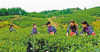 四、怎么去太安凤凰茶乡？交通乱七八糟版