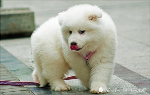 82年狗大海水命缺金，取什么网名能补金元素？