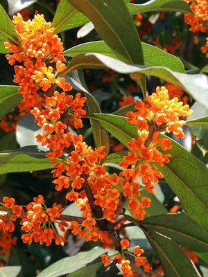 如何免费进行批八字算桃花和四柱桃花算命？