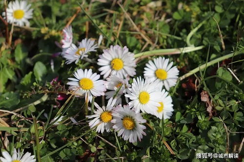 养菊花的好处和坏处,养菊花的好处和坏处