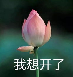 漫花庄园，玫瑰雨下的单身狗咆哮