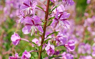 57岁属兔的桃花运和39岁属兔的桃花运势分别如何？