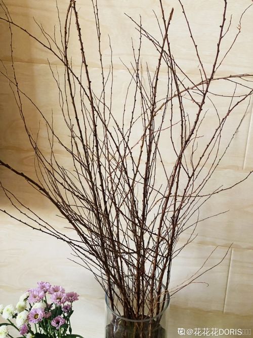 家里养雪柳会对风水产生怎样的影响呢？