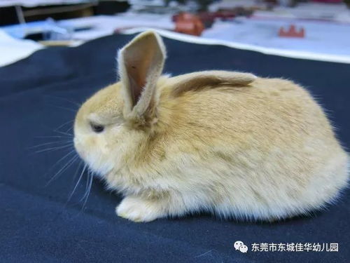 2026年出生的兔宝宝，有没有什么好听的佳字名字推荐呢？