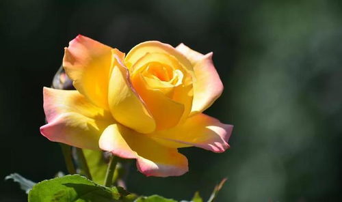 家中种黄色的花风水,家中种黄色的花风水