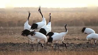 二、 漫步仙鹤街，探寻古韵