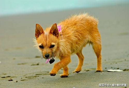 2. 2026年运势预测：从乞丐到首富只需三步