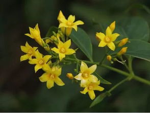 这草长啥样啊？