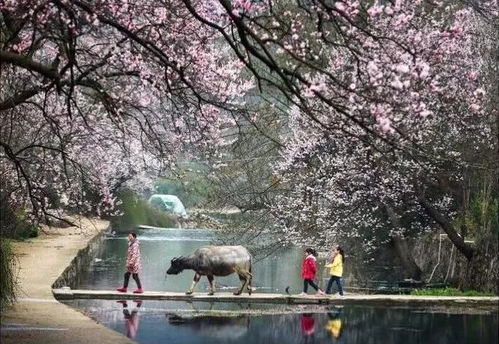 春日山南游，派镇赏花行，哪里可以体验这样的春日赏花之旅呢？