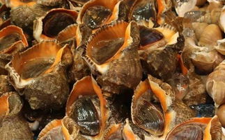 龙口海鲜季， 乱入时光的味蕾漂流