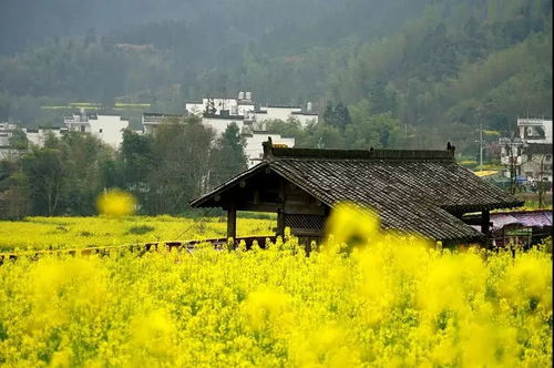 吐血推荐！黄山婺源带娃四日游，花小钱装大X指南