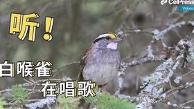噪音点缀：鸟鸣与风声