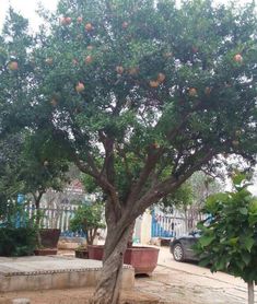 农村宅基地上栽什么树Zui好,农村宅基植物风水摆放