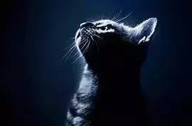 第一章：猫碗旁的凝视