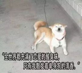 单身狗VS已婚人士的出轨梦